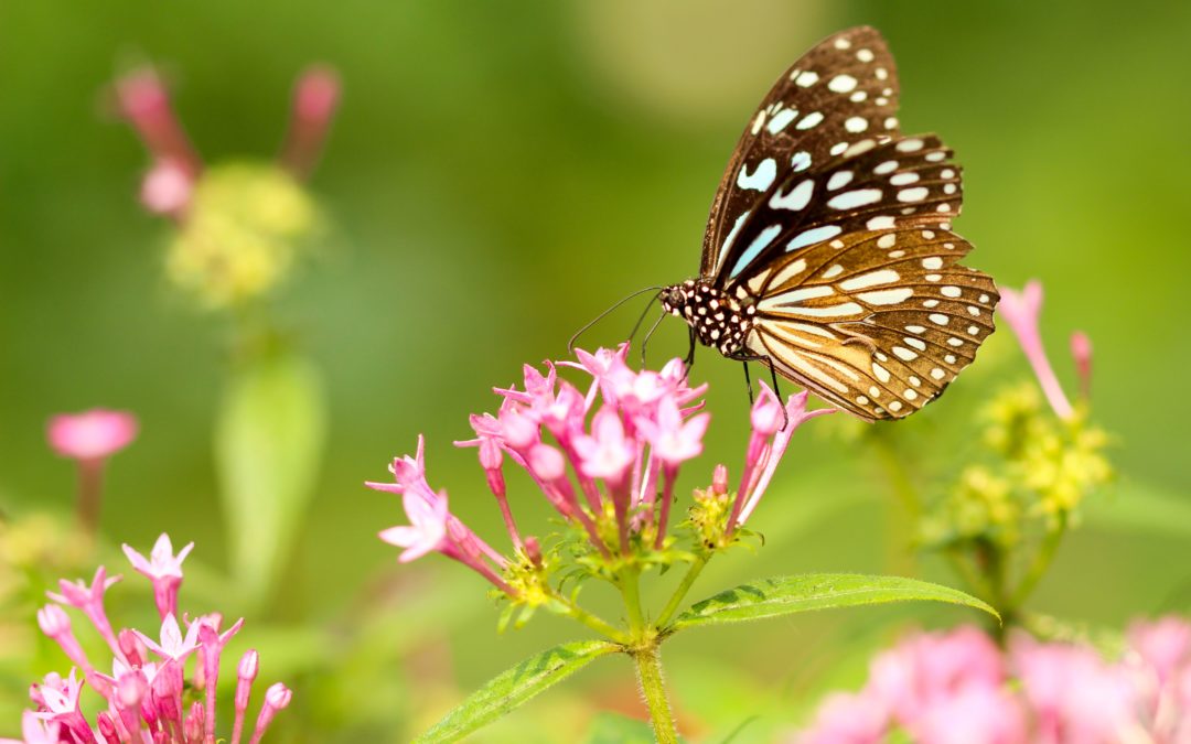 The Gift of Reinvention